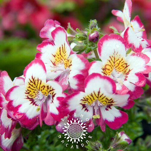    () -  (. Schizanthus wisetonensis) 30 ,  