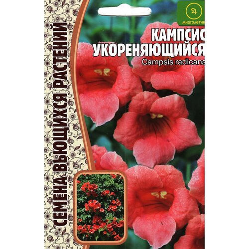     CAMPSIS RADICANS ,  ( 1  : 20  )   -     -,    