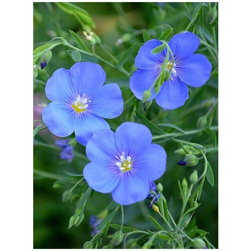     (Linum perenne), 80 ,  