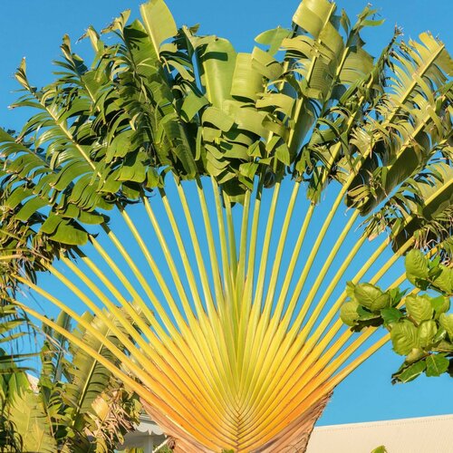     Ravenala madagascariensis  3    -     -,    