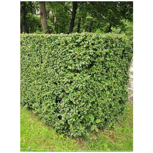      (Cotoneaster lucidus), 30    -     -,    