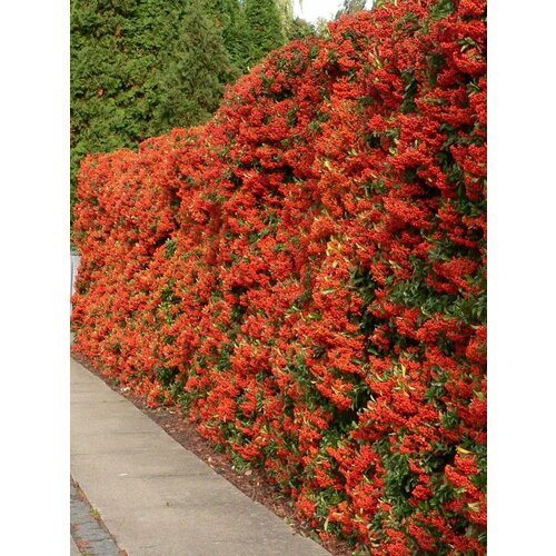       (Pyracantha coccinea), 15    -     -,    