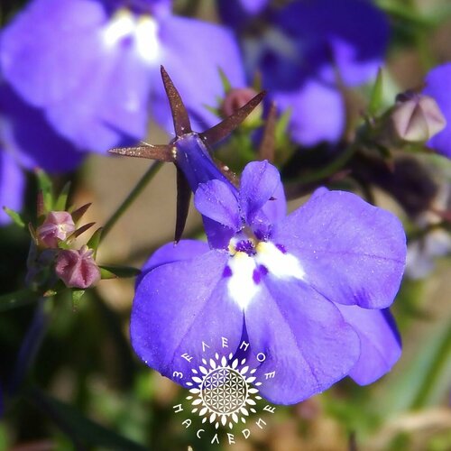    -   (. Lobelia erinus) 20,  