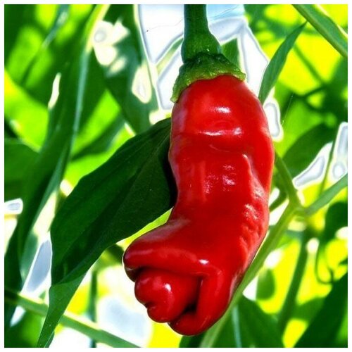       Peter pepper red,    5 .   -     -,    