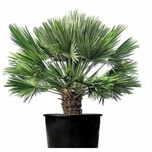      ( ) 3 / Chamaerops humilis,  