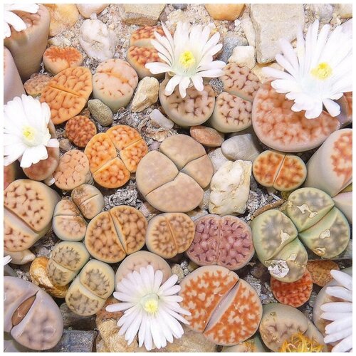       Lithops Karasmontana mix 10 .   -     -,    