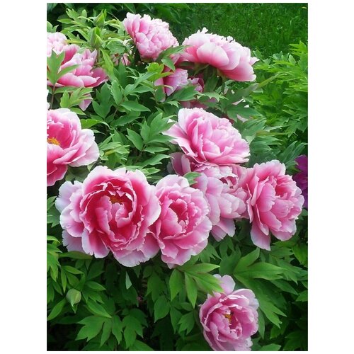      (Paeonia suffruticosa), 5 ,  