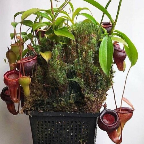  , Nepenthes irabilis,  , ,  