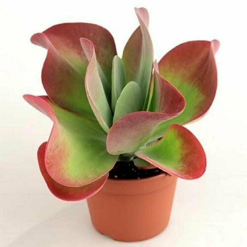    , Kalanchoe Thyrsiflora,    -     -,    