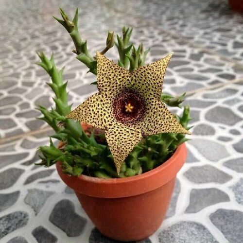    , Stapelia Variegata, Orbea, , ,    -     -,    