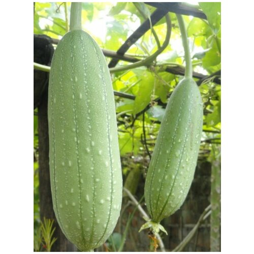    (Luffa aegyptiaca), 5 ,  