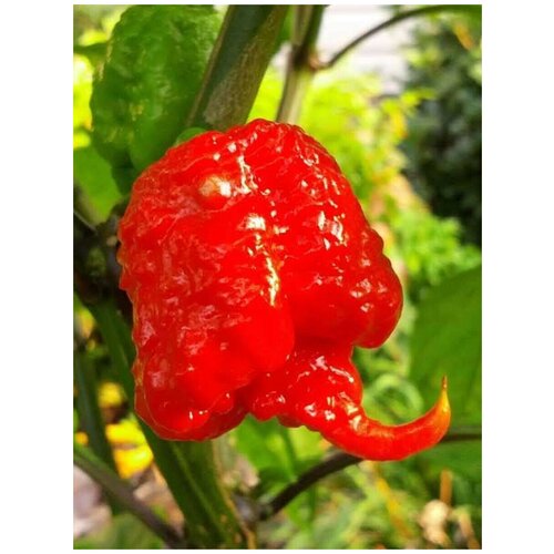      Carolina Reaper red, 5    -     -,    