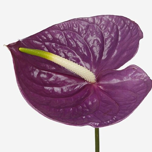  , Anthurium Impreza, ,  