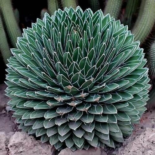     , Agave Victoriae Reginae,    -     -,    