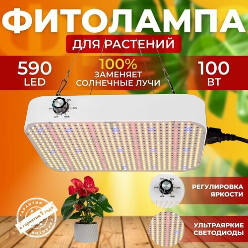           ,    Quantum board,     590 LED 100    -     -,    