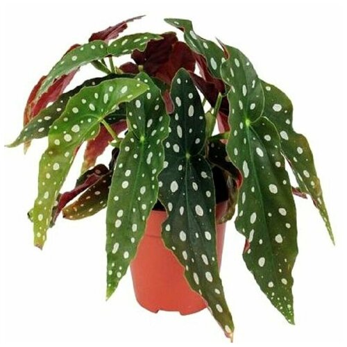    , Begonia Maculata, ,    -     -,    