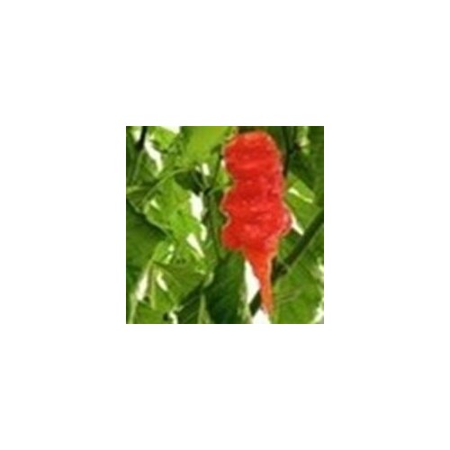    Naga Morich, 5  + ,  