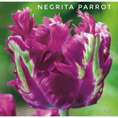     ,   Negrita Parrot (4 )   -     -,    