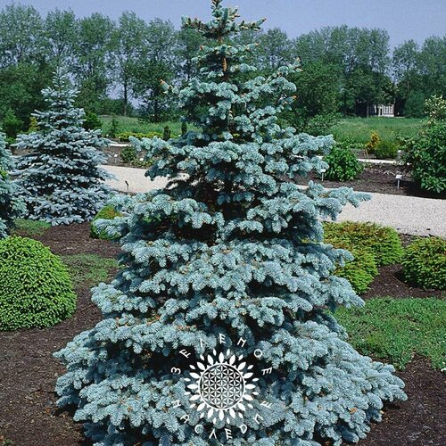     -   (. Picea Pungens) 25,  