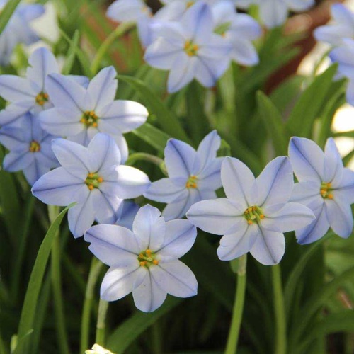   Ipheion Uniflorum Rolf(10 )   -     -,    