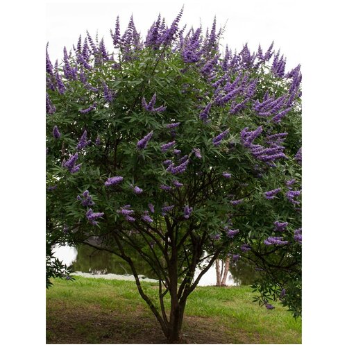      () / Vitex agnus-castus, 25    -     -,    