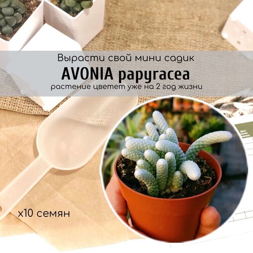      / Avonia papyracea    ,      -     -,    