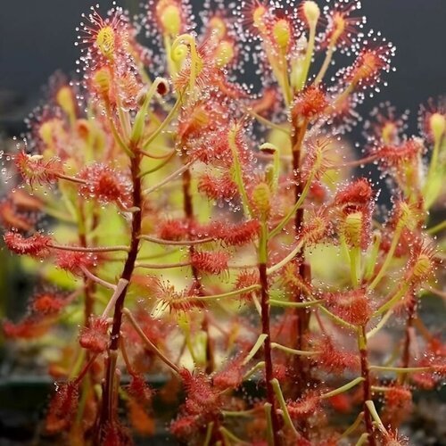   , Drosera Madagascariensis 10+ ,  ,  ,  