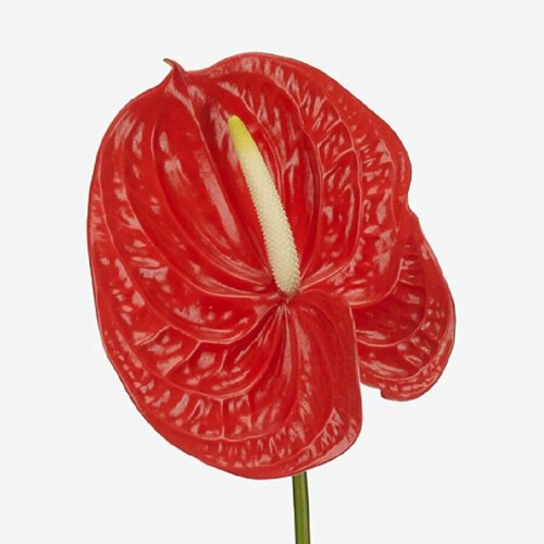  , Anthurium Naranja, ,  