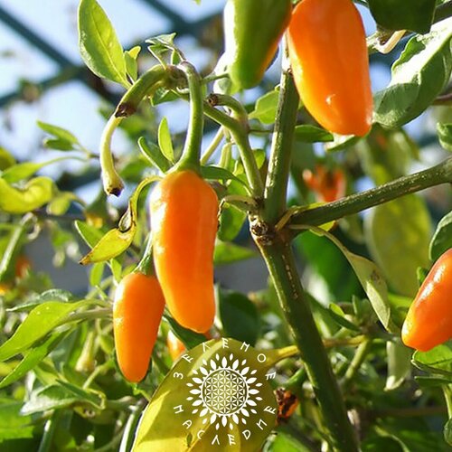     (. Capsicum frutescens) 5  Green Legacy,  