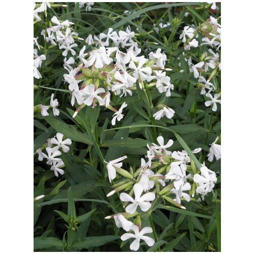       (Saponaria officinalis), 120    -     -,    