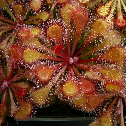   , Drosera Collinsiae Faryland 10+ ,  ,  ,  