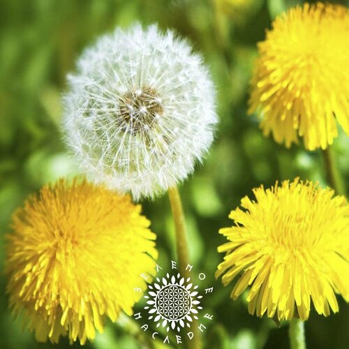    (. Taraxacum officinale) 250,  