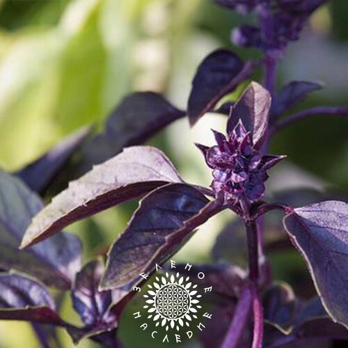    -   (. Ocimum sanctum Krishna Tulsi) 100 ,  