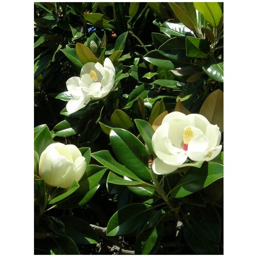    (Magnolia grandiflora), 5 ,  