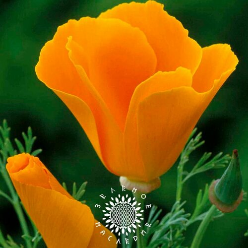      (. Eschscholzia californica) 100   -     -,    