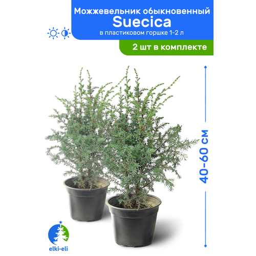   Suecica () 40-60     1-2 , ,   ,   2 ,  