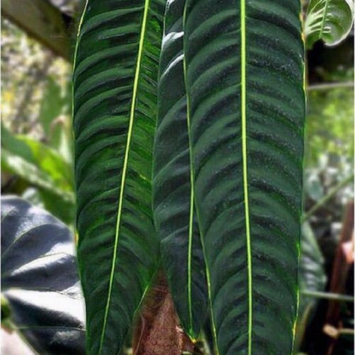  , Philodendron nnulatum, , ,  