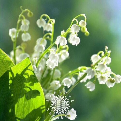    (. Convallaria majalis) 5   Green Legacy,  