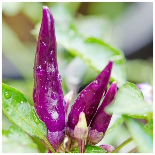     Purple cayenne 5 .,  