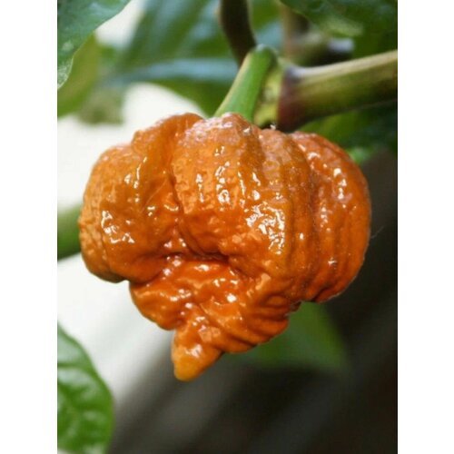      Trinidad scorpion moruga caramel (   ), 5    -     -,    