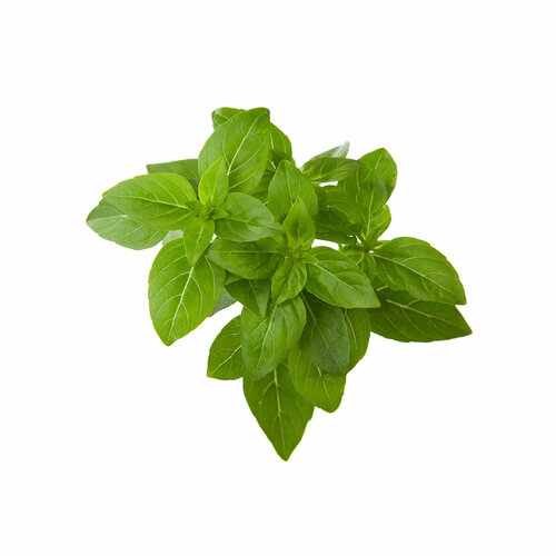   Click And Grow   Click And Grow Dwarf Basil Plant Pods 3 .    Click And Grow     -     -,    