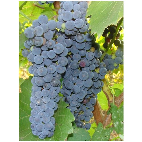    (Vitis amurensis), 15 ,  