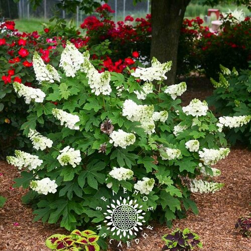    (. Hydrangea quercifolia) 25 ,  