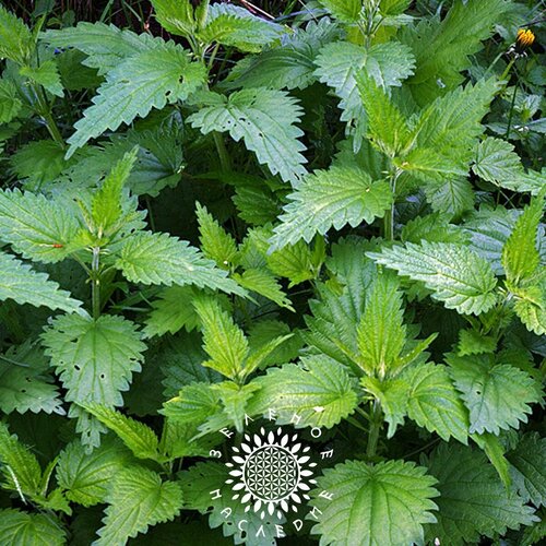    (. Urtica dioica) 500  Green Legacy,  