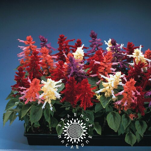    -  3  (. Salvia splendens) 20 ,  