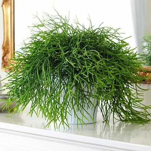    , Rhipsalis accifera, ,    -     -,    