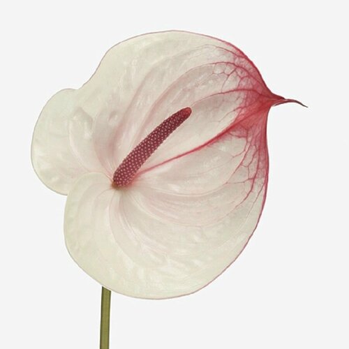  , Anthurium Cumbia, ,  