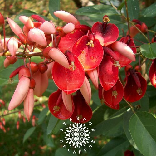     -   -   (. Erythrina crista-galli) 10   -     -,    