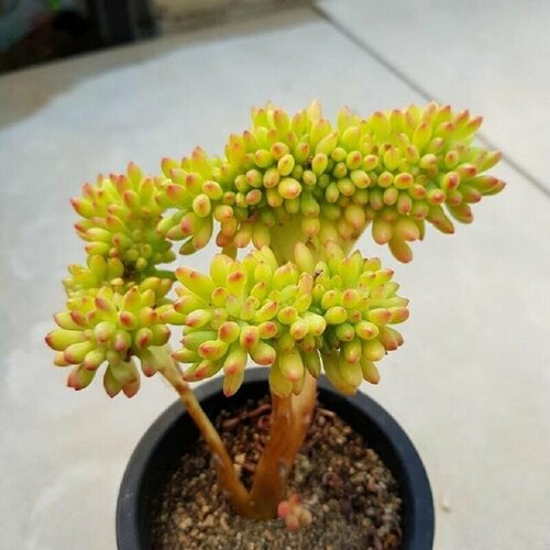    , Sedum Corunephyllum,    -     -,    