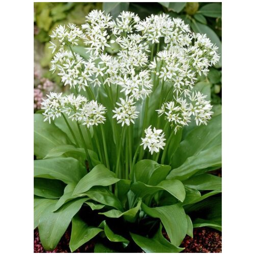     (Allium ursinum), 30    -     -,    